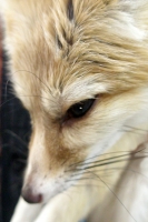 Mr.foxman