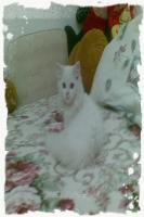 sphinyx
