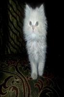 Nourhanne