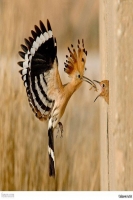 TravelBird