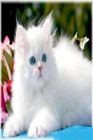 Twitty