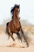 aboali22