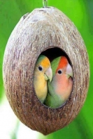 amirhossam