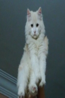 sa7arsala7